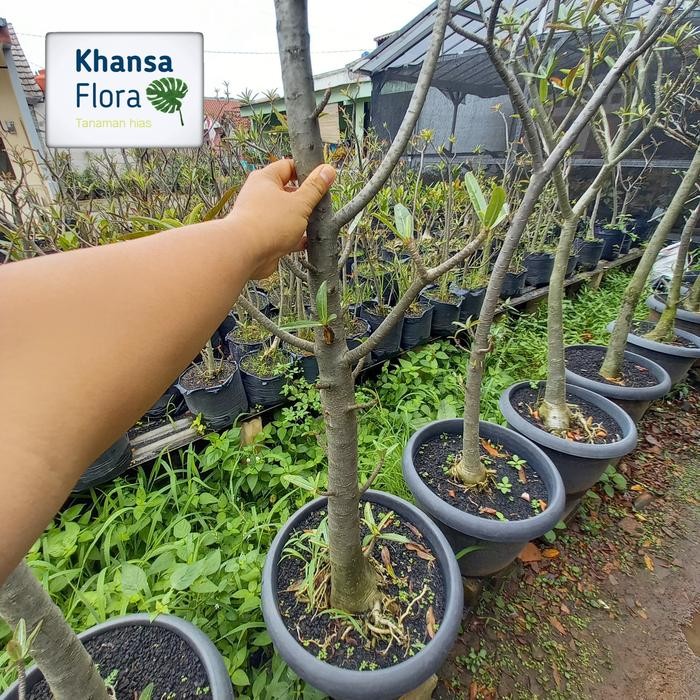 ADENIUM SOMALENSE XL