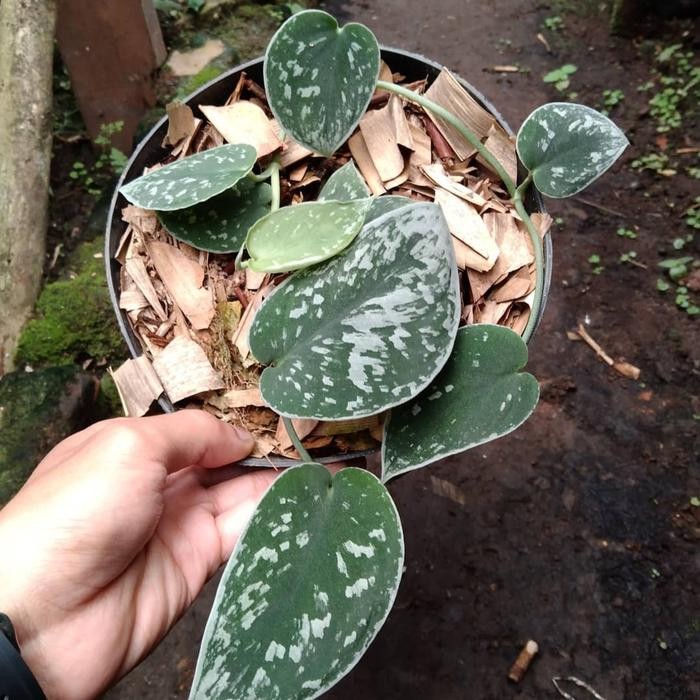 Stok Baru scindapsus silvery ann