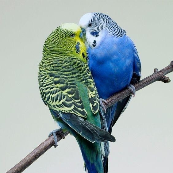 t00e- Burung Parkit Lokal