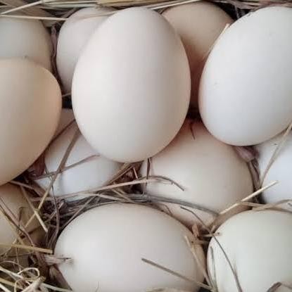 t00e- Telur Ayam Hias American Silkie - Telur Fertil Ayam Silkie