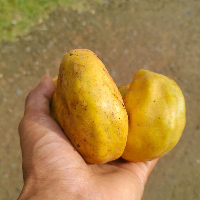 Buah namnam atau pukih buah langka isi 3 pcs bisa Frozen
