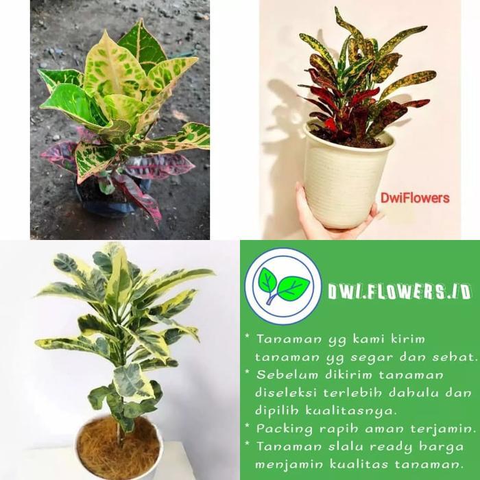 Ready Stok PAKET 3 Tanaman Hias Puring Kura, Puring Cabe Merah & Puring Susu