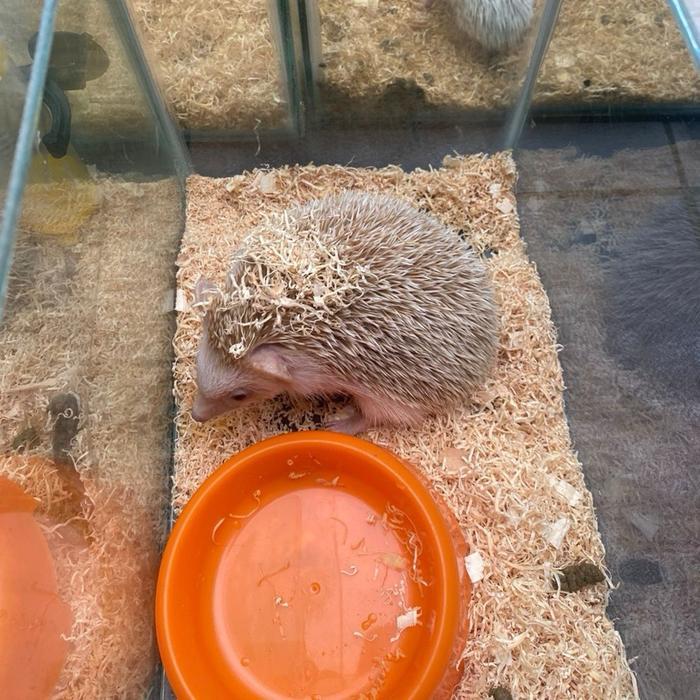 Landak Mini Albino / Hedgehog Albino / Free Botol Minum