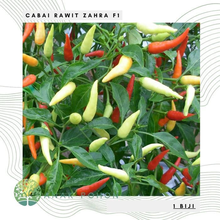 Benih Bibit Biji - Cabai Rawit Zahra F1 Cabe Rawit Tegak Lebat Rasa Sangat Pedas Hibrida Seeds -