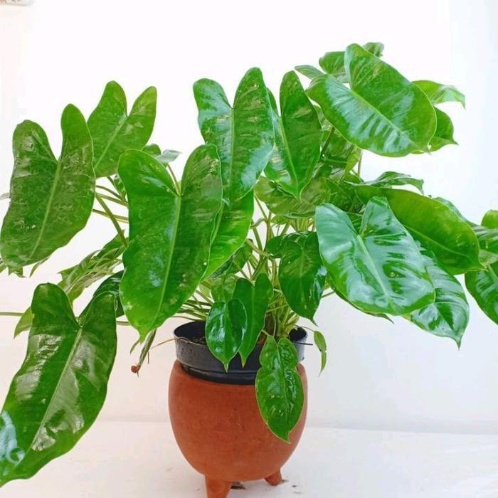 tanaman Philodendron Burlemarx hijau - tanaman hias philodendron Burlemarx hijau