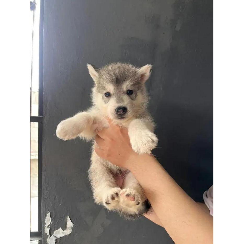 Dijual anakan anak anjing puppy Siberian Husky Betina Jantan Cowok Cewek Grey