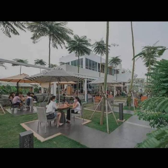 

pohon solobium brazil/ pakis brazil 2 meter