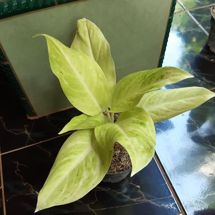 

Tanaman hias aglonema sundrop