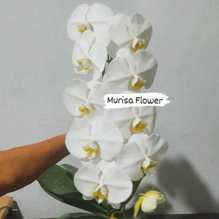 Bunga anggrek bulan putih per 1 pohon ( pot polybag/plastik )