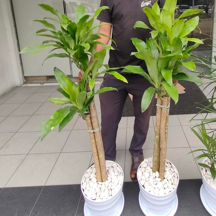 

TANAMAN HANJUANG 3 BATANG PLUS POT PUTIH COCOK UNTUK INDOOR