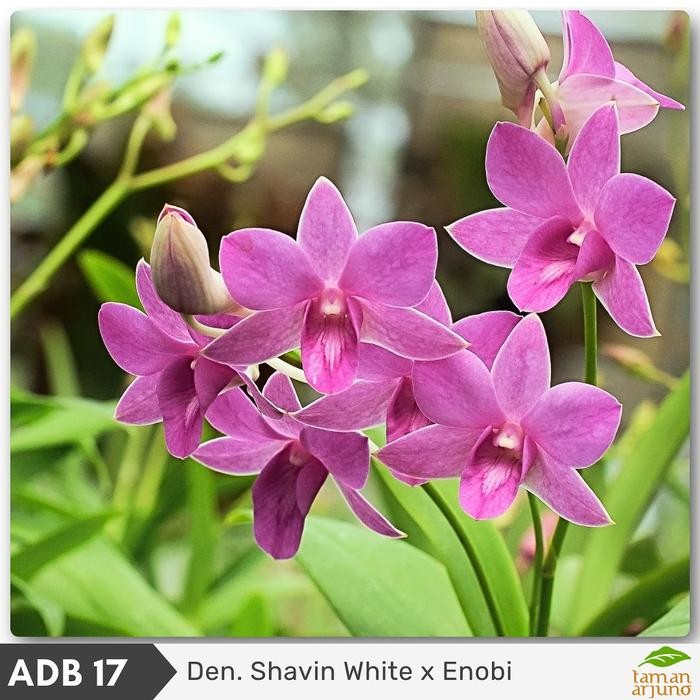TERPERCAYA Anggrek Dendrobium Shavin White X Enobi