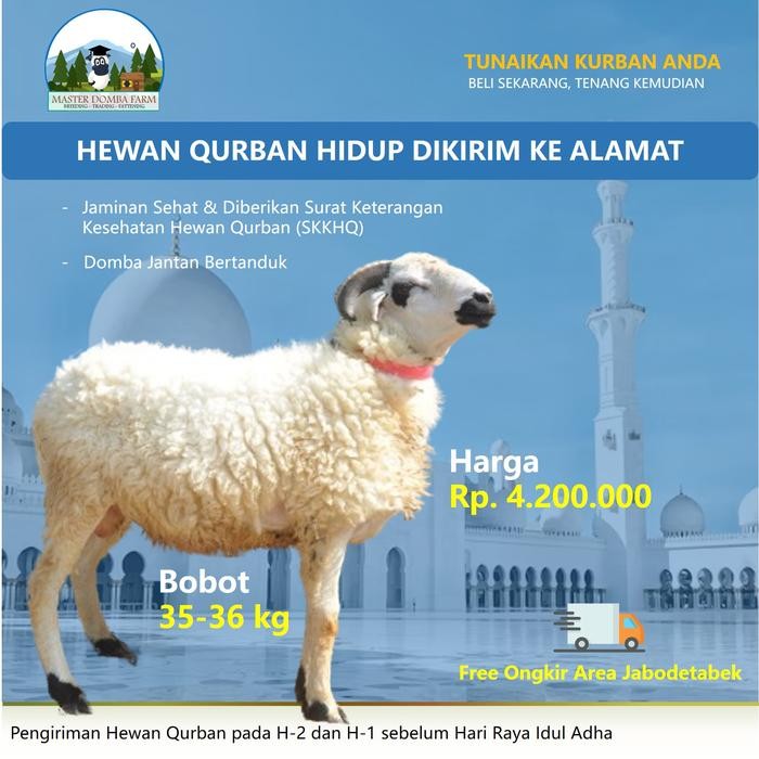 Pilihan- Hewan Qurban Domba / Kambing Kurban Bobot 35 Kg