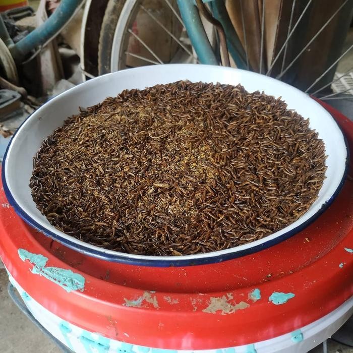 Pilihan- Ulat Kandang Hidup Berkualitas 100 Gram