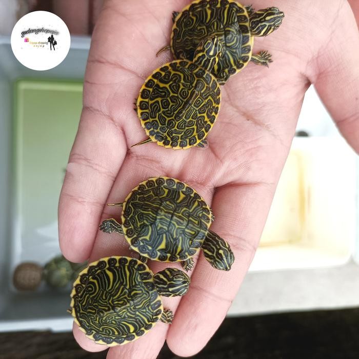 Hiasan Asli Kura Peninsula Cooter