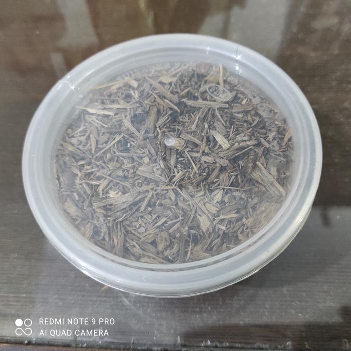 chip kayu gaharu kalimantan