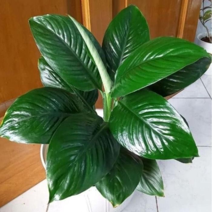 tanaman hias spathyphillum Bangkok/manaloa hijau