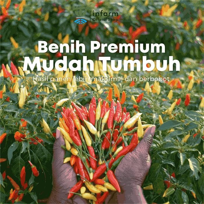 ID BIBIT SAYURAN CABE RAWIT CABAI RAWIT BENIH SAYURAN BENIH SAYUR BIBIT TANAMAN CABAI CABE RAWIT