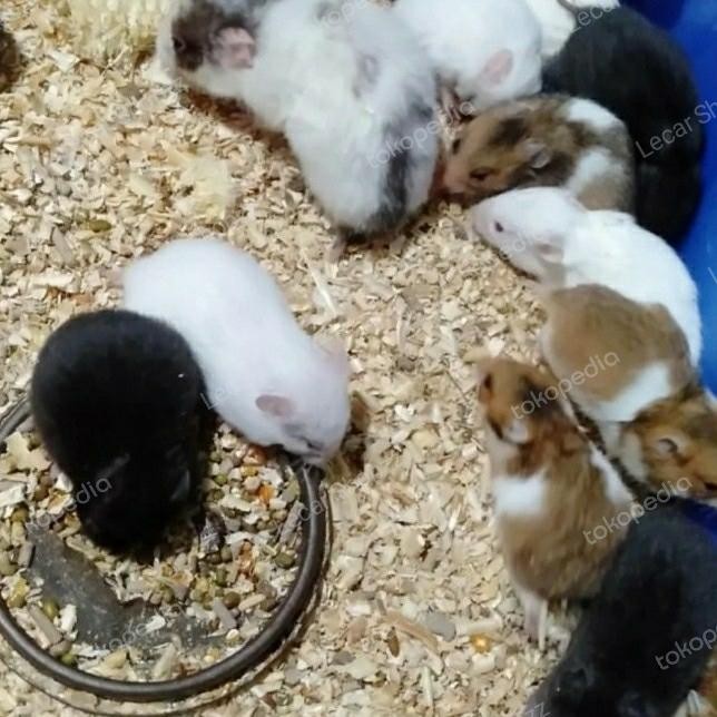 Terlaris HAMSTER SYRIAN ANAKAN SHORT HAIR SALE
