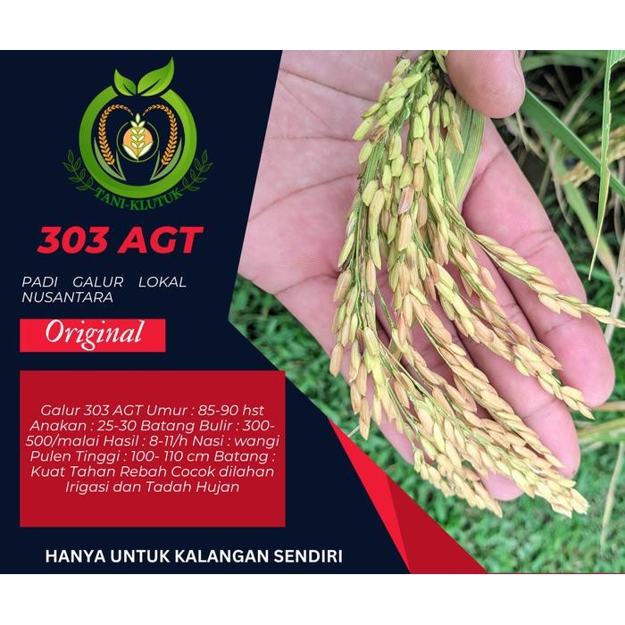Benih Padi AGT 303 Unggul, Nasi Pulen & Wangi - 5kg