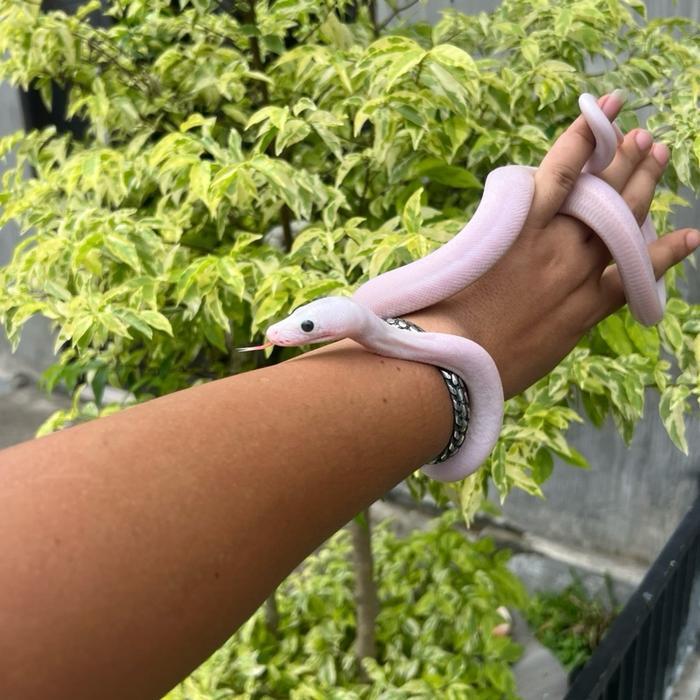 Retic Leucistic Cakep Promo Ular Putih Unik dengan Ciri Khas Tubuh Lembut.