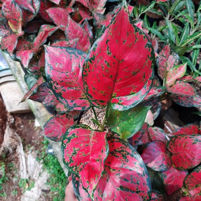 

Tanaman hias red dud anjamani kultur