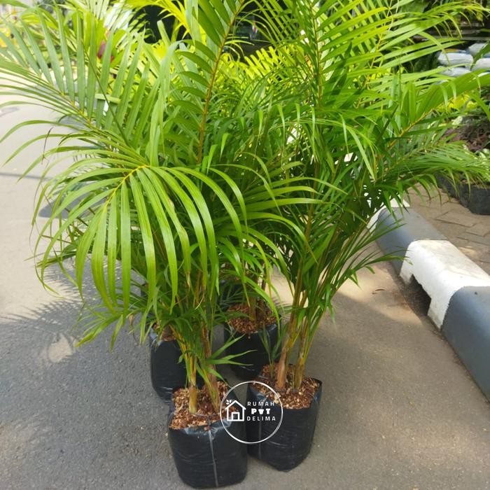 

Tanaman palem kuning