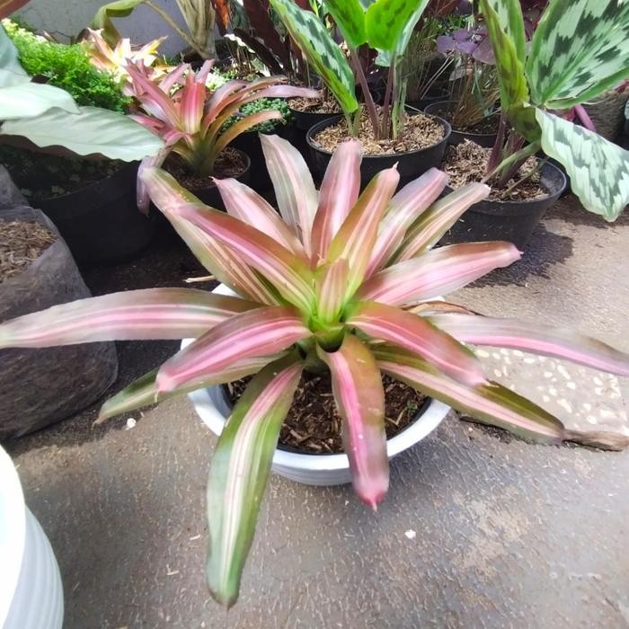 SM- Tanaman hias Bromolia tricolour, Bromolia warna,