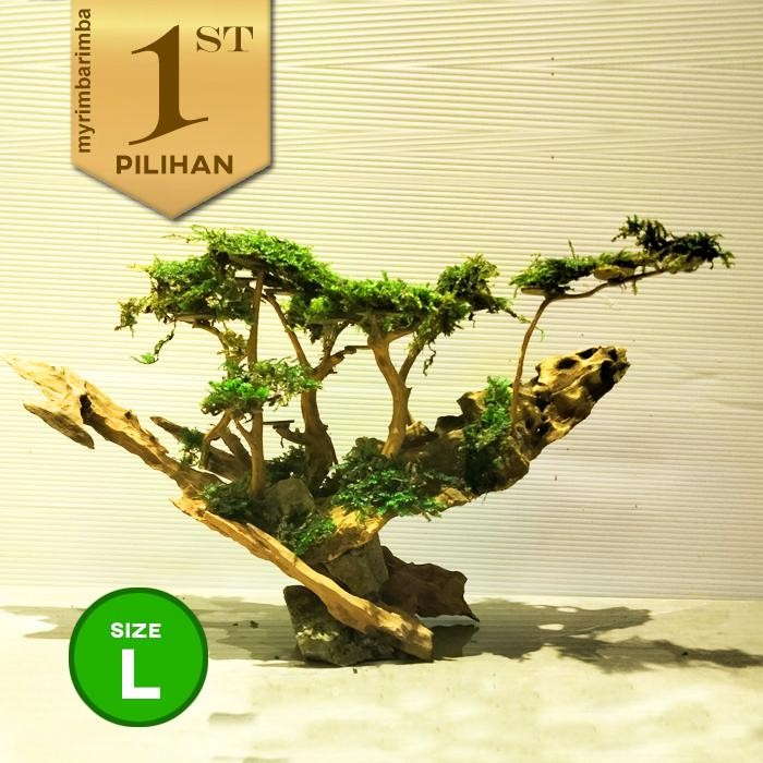 SM- Bonsai Jungle Book (L) Tanaman Air Aquascape Hiasan Aquarium Ikan Hias