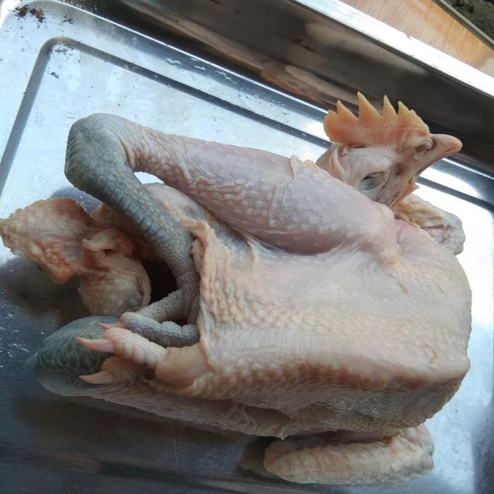 

Pilihan- Ayam Kampung Segar / Ayam Potong / Ayam Promo Murah / Ayam Potong