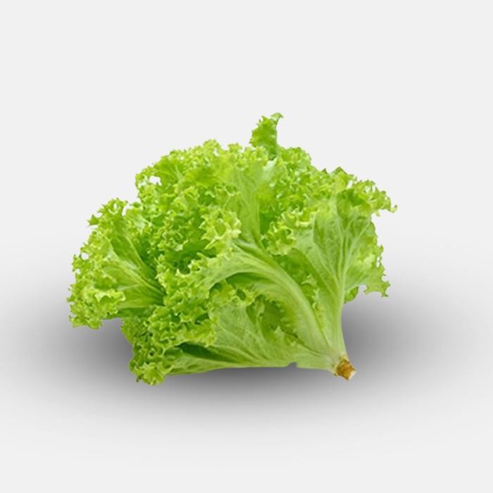 

Pilihan- Selada Keriting Fresh 1 Kg