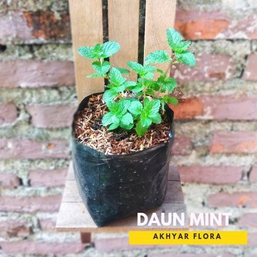 Tanaman Daun Mint Bibit Daun Mint