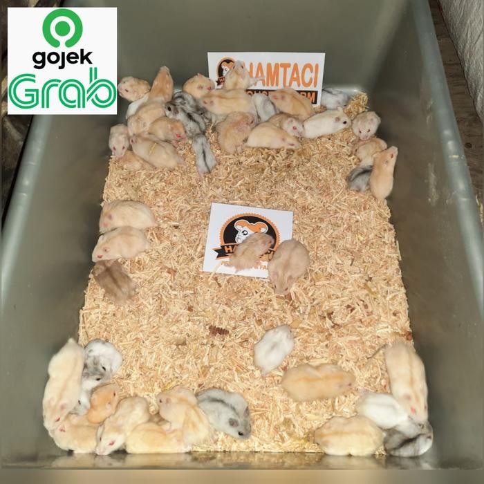 Pilihan- Hamster Winter White Pearl & Golden By Hamtaci Hamster Farm Send Ojek