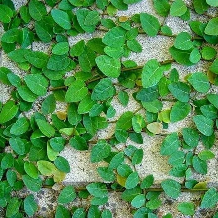 ASLI Taan Dolar Rat Daun Kecil READY STOCK