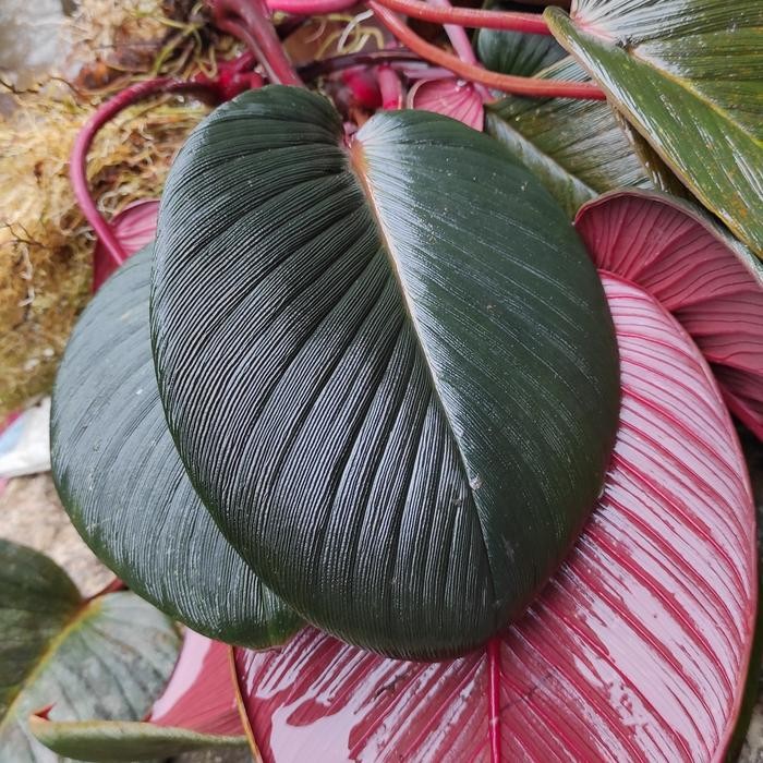 Homalomena Sp Daun Tebal Merah