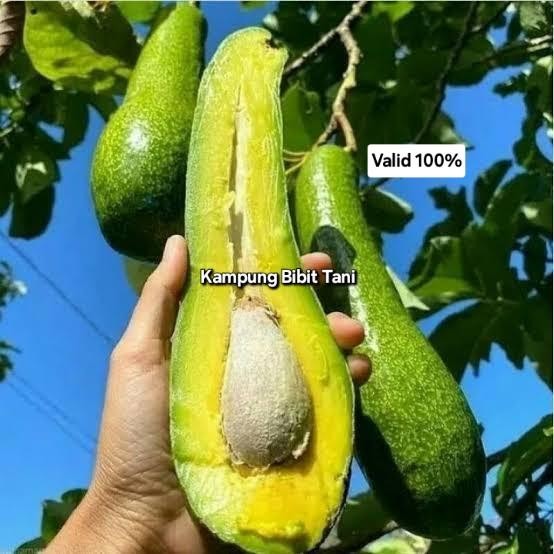 BIBIT ALPUKAT KELUD SUPER JUMBO