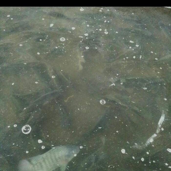 Seaf00d- Ikan Nila Hitam Segar Dari Hidup