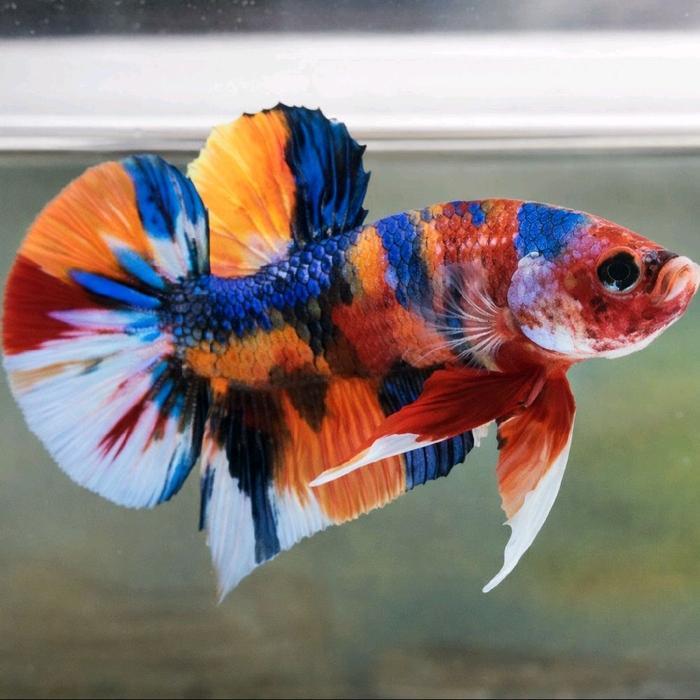 Cupang Multicolour Plakat Giant