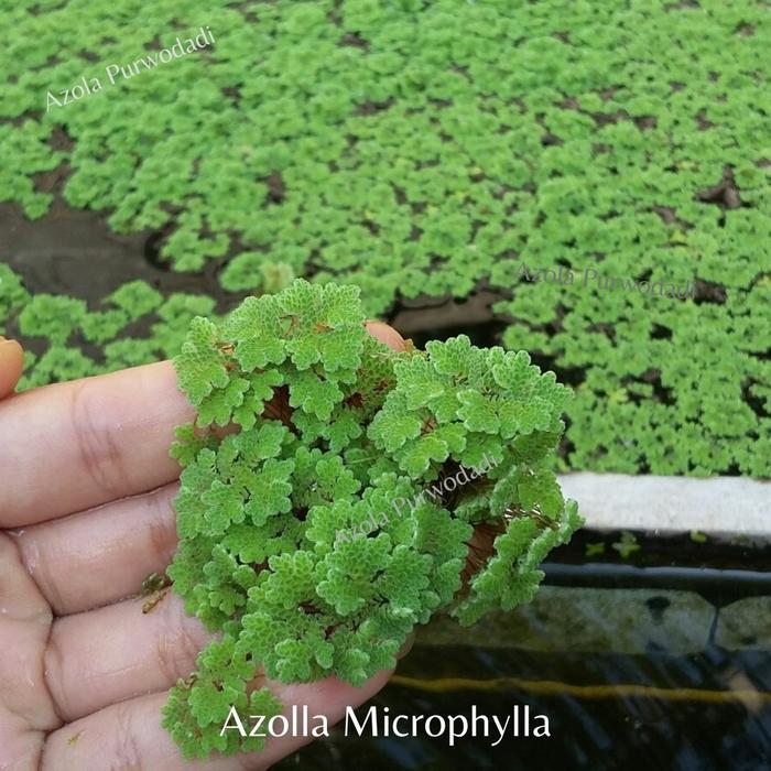 BIG SALE Azolla 300 gram + Wolffia 200 gram + Pupuk Organik Azolla 500 gram