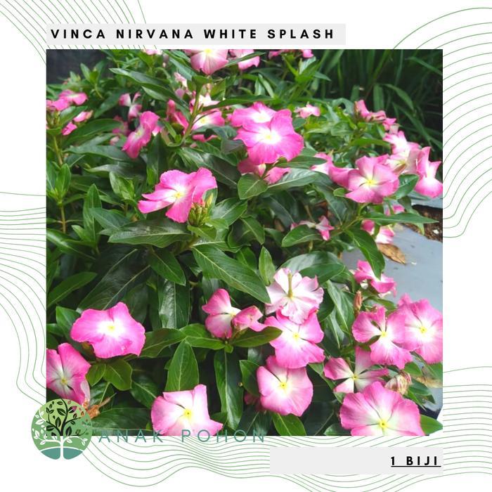 Benih Bibit Biji - Bunga Vinca Sultan Nirvana White Splash Rare Jenis Langka Flower Seeds - FRESH