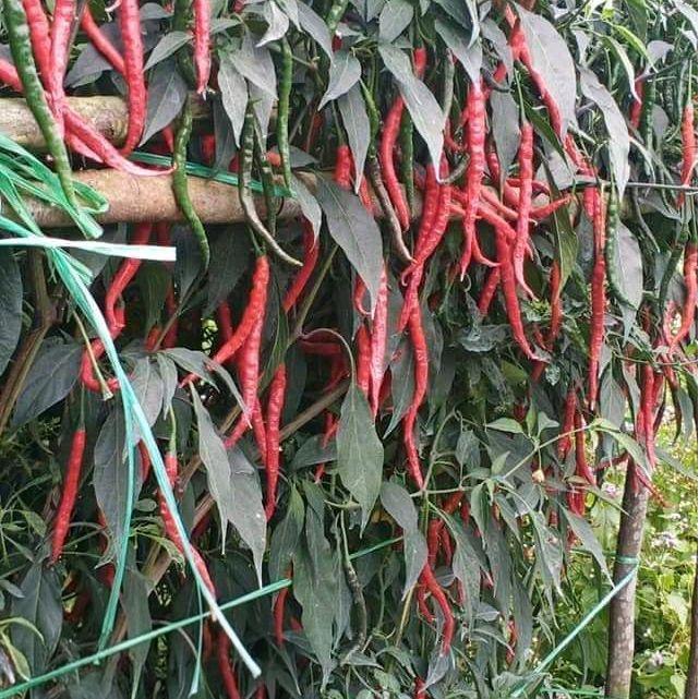 bibit cabe lokal batu garut