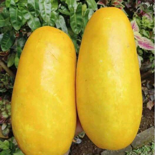 Juwara_Syatu 300 Butir Benih Timun Suri Jumbo F1 Warna Kuning