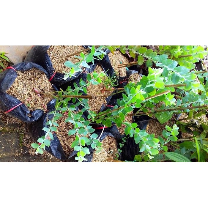 EKSLUSIF Tanaman Hias Acacia Podalyriifolia