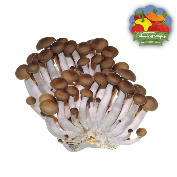 

Pilihan- Jamur Shimeji - Per 1 Pack