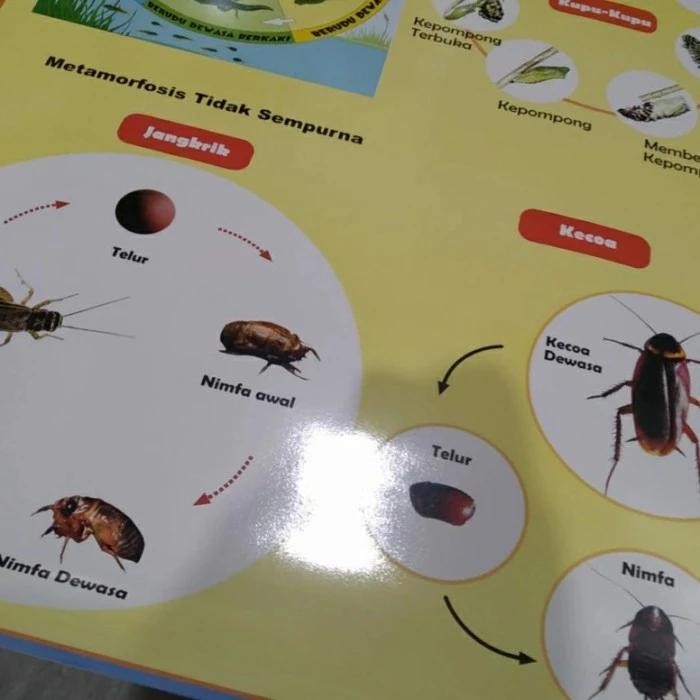 

NEW PRODUK MODEL POSTER METAMORFOSIS - BIOLOGI - POSTER METAMORFOSIS MAWAR-89