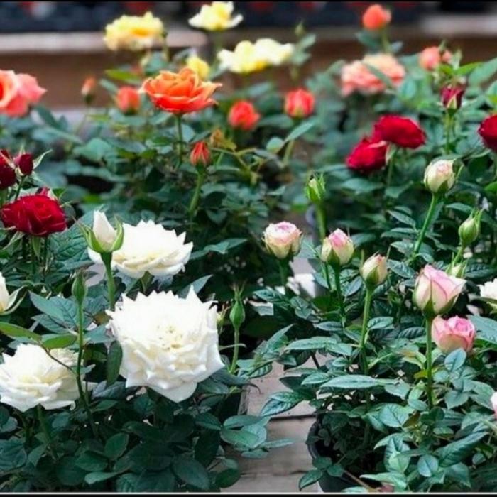 bunga mawar asli tanaman