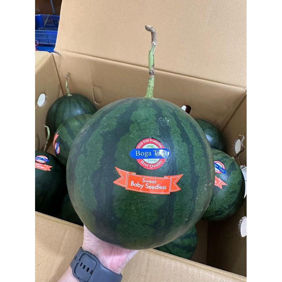 SegArRr- Semangka Baby. Semangka Merah. Seedles. Manis. Seger. Murah