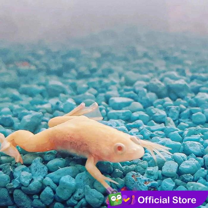 v0w1- Katak Air Albino Afrika / African Dwarf Frog / Katak Hias Aquascape