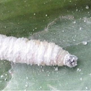 NewsBanget- Insektisida Diazinon 10Gr 1 Kg Obat Pembasmi Hama Tanah Tanaman Cacing Orong Ulat Bumi