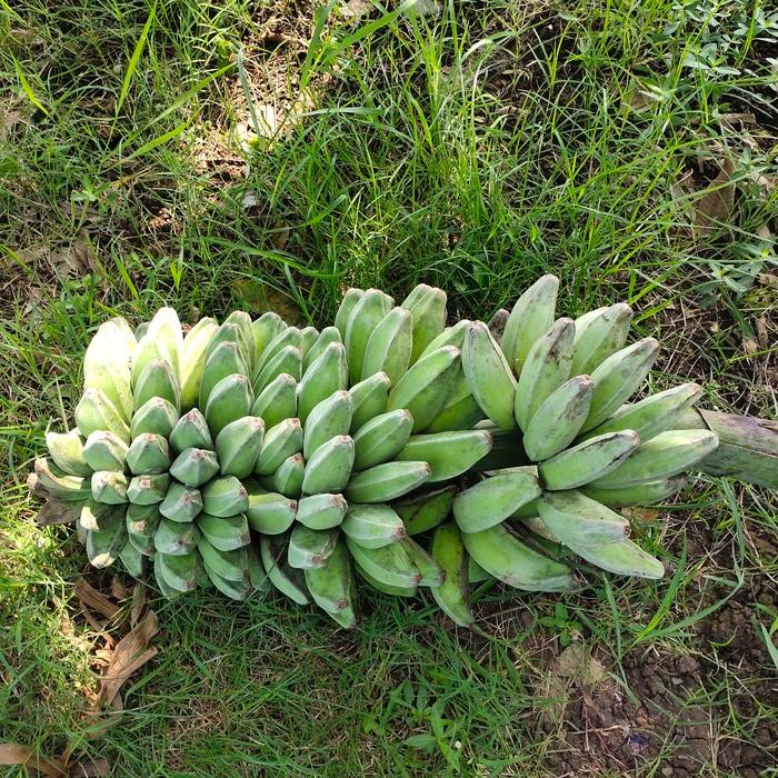 [ Bibit pisang kepok tanjung / kepok byar tanpa jantung ]