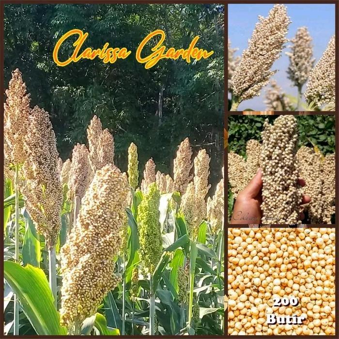 BIBIT F1 BIJI / BENIH TANAMAN SORGUM PUTIH BIOGUMA